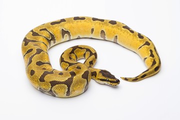 Royal Python (Python regius), Super Enchi, female, Markus Theimer reptile breeding, Austria, Europe