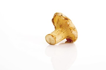 One chanterelle mushroom