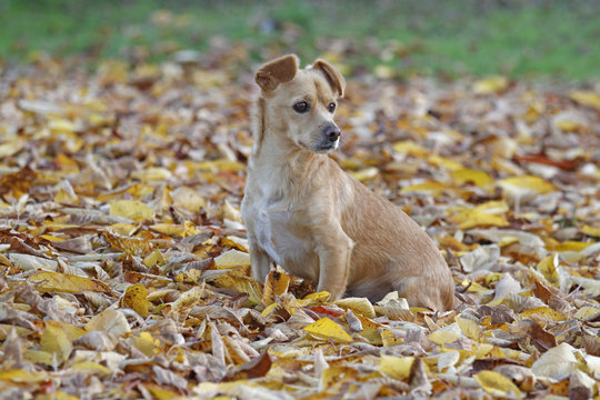 Maneto-Mix im Herbstlaub