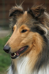 Fototapeta premium Langhaarcollie