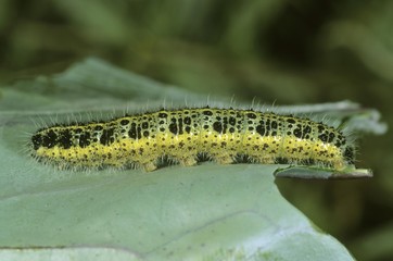 Cabbage Butterfly (Pieris brassicae), caterpillar