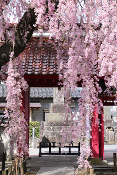 妙関寺の乙姫桜（福島県・白河市）