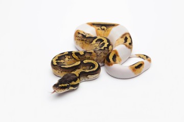 Pastel Piebald Ball Python or Royal Python (Python regius), female