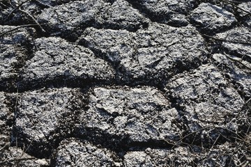Dried marshland with fresh snow