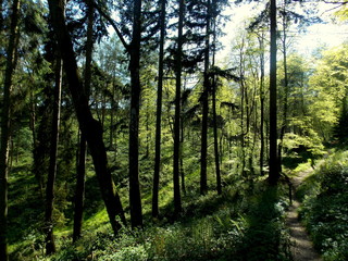 Fototapeta premium Seguendo la luce nella foresta