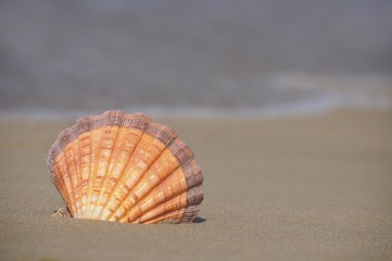 Fototapeta na wymiar Scallop shell (Lyropecten subnodosus), on the beach, Crete, Greece, Europe