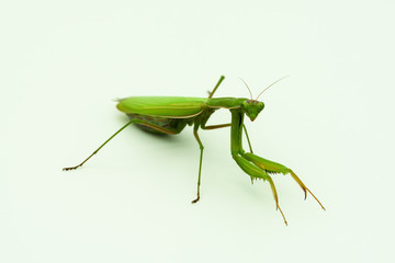 Praying mantis
