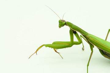 Praying mantis