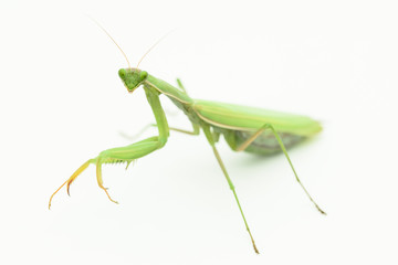 Praying mantis