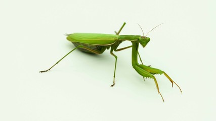 Praying mantis