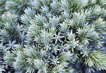 Naklejka na ściany i meble Silver spruce branches for Christmas,winter holidays or New Year background.Blue spruce (Picea Pungens) tree branch.Floral background.Soft selective focus.