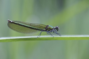 Beautiful Demoiselle (Calopteryx virgo), female, Ummendorfer Ried, Upper Swabia, Baden-Wuerttemberg, Germany, Europe