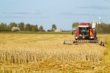 Bread field, harvesting, sunny day