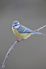 Blue Tit (Parus caeruleus)