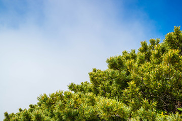 Pine tree leaf with fog and blue sky © Pawin
