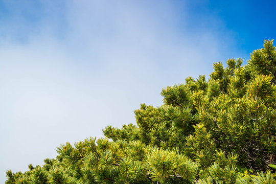 Pine tree leaf with fog and blue sky