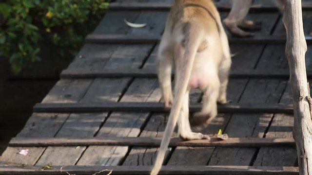 Pair Proboscis Monkeys mating sex