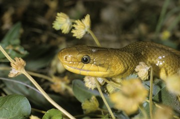 Aesculapian Snake (Elaphe longissima), portrait, Leithagegebirge mountain range, Neusiedlersee area, Austria, Europe