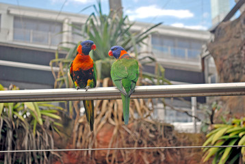 Green lorikeets with a blue head and orange beak sitting on a rack, bird in the nature habitat,...