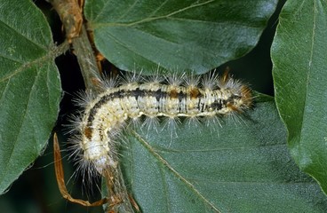Nut-tree tussock (Colocasia coryli), caterpillar