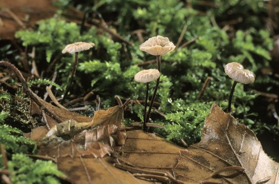 Microphale perforans mushroom (Microphale perforans)