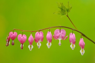 Venus's car, bleeding heart, Dutchman's trousers, or lyre flower (Dicentra spectabilis)