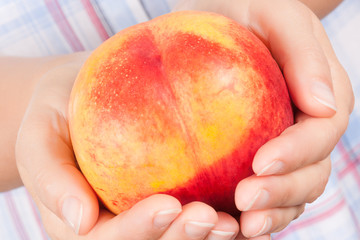 Peach Fruit in Woman Hands