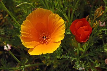 Fototapeta premium Flowering Iceland poppies (Papaver nudicaule) with rain drops