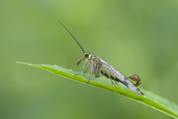 Common Scorpion Fly (Panorpa communis), male, Haren, Emsland region, Lower Saxony, Germany, Europe