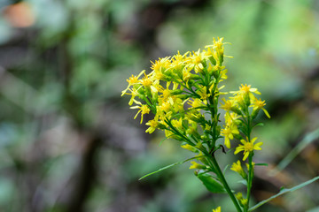 Undergrowth flowers