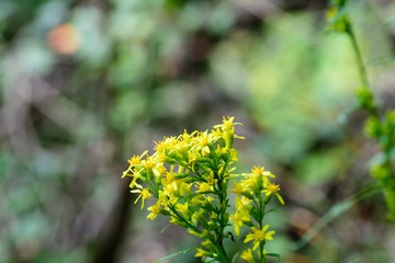 Undergrowth flowers