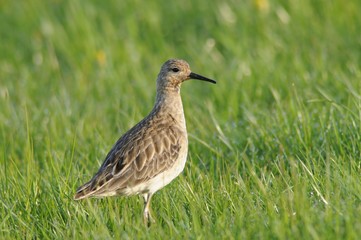 Ruff (Philo pugnax)