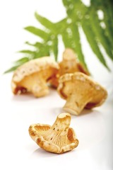 Chanterelle mushrooms with a fern leaf