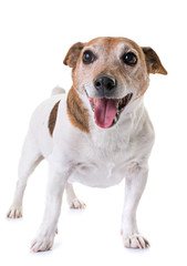 old jack russel terrier