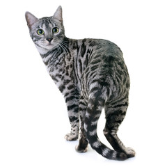 bengal cat in studio