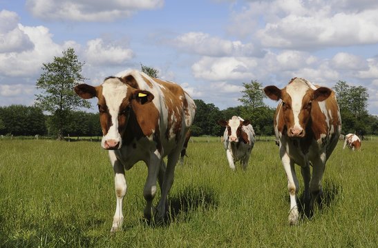 Brown and white cows walking on a meadow