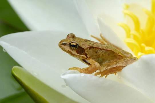 Grass Frog (Rana temporaria) on a water lily