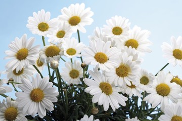 Marguerites (Leucanthemum)