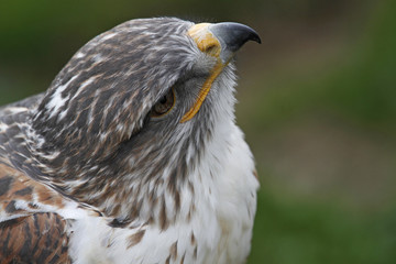 Königsrauhfußbussard
