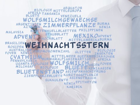 Weihnachtsstern (Pflanze)