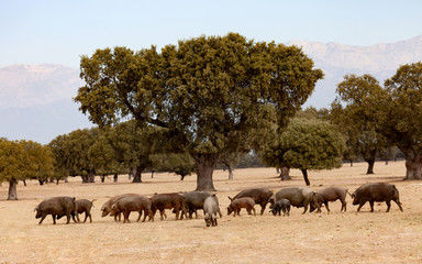 Naklejka premium Iberian pigs grazing among the oaks