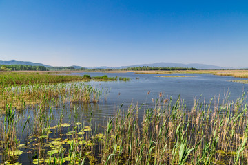 Efteni Lake in Summer Day