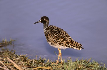Ruff (Philomachus pugnax), Neusiedlerseegebiet, Lake Neusiedl, Austria, Europe