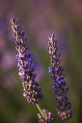 Lavender (Lavandula angustifolia), Plateau de Valensole, Departement Alpes-de-Haute-Provence, France, Europe