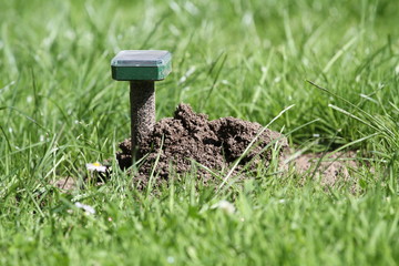 Maulwurfschreck,