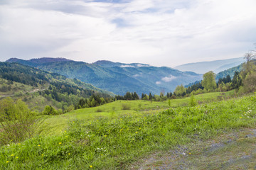 Fototapeta na wymiar Meadow Area with Trees Among Mountains