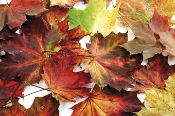 Autumn foliage, maple leaves
