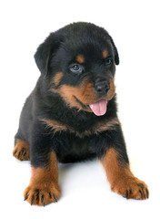 puppy rottweiler in studio