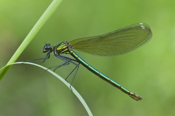 Female Banded Demoiselle (Calopteryx splendens)