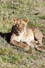 Fototapeta na wymiar Young lioness (Panthera leo), Maasai Mara National Reserve, Kenya, East Africa, Africa, PublicGround, Africa